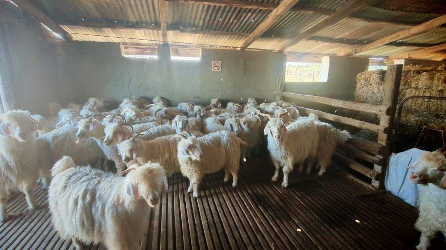 6 Bedroom Property for Sale in Pearston Eastern Cape